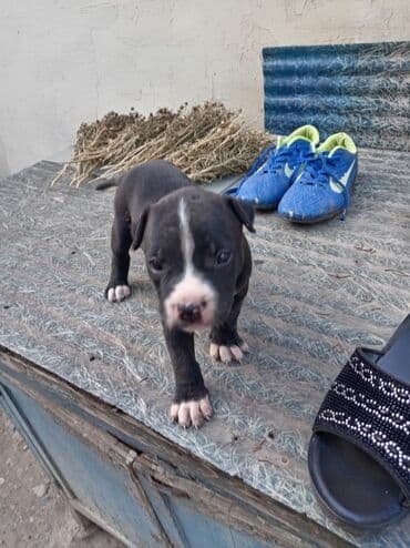dişi pitbul: Pitbul, 1 ay, Dişi, Ödənişli çatdırılma — 2
