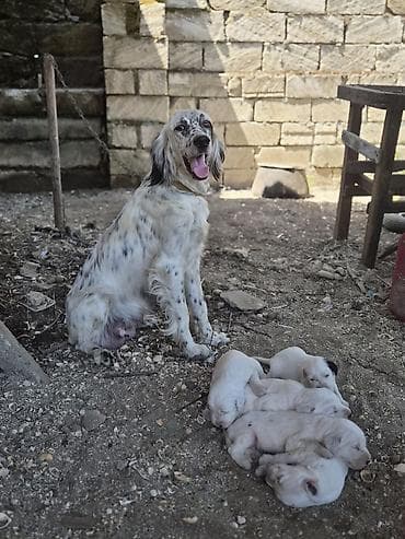 it satiwi: İngilis Setter balaları - Cins: İngilis Setter (ov iti tipli) - Ana — 5