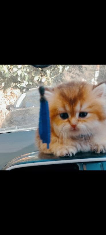 British Longhair/Persian tipli balaca pişik balası - Rəng