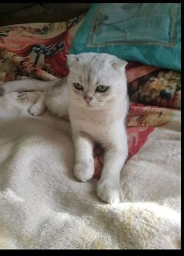 ev heyvanları: Zərif və çox tüklü balaca pişik balası - Yaş: balaca - Cins: uzun — 2