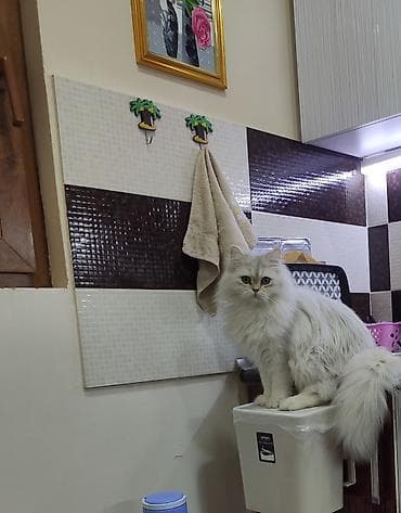 Собаки: Шиншилла — 3