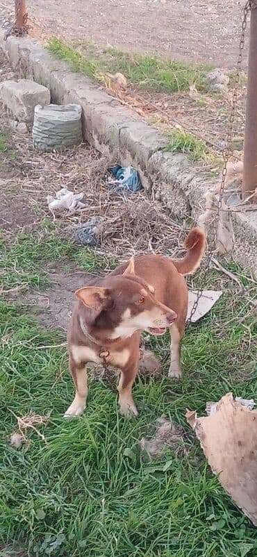 boyuk itler: 1 il, Erkek, Peyvəndli, Ödənişli çatdırılma — 3