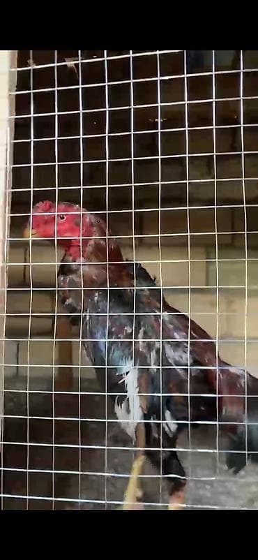 feniks quşu: Masallıdadır heyvan doyusleri olub amma videosu yoxdur Tam hazir — 3