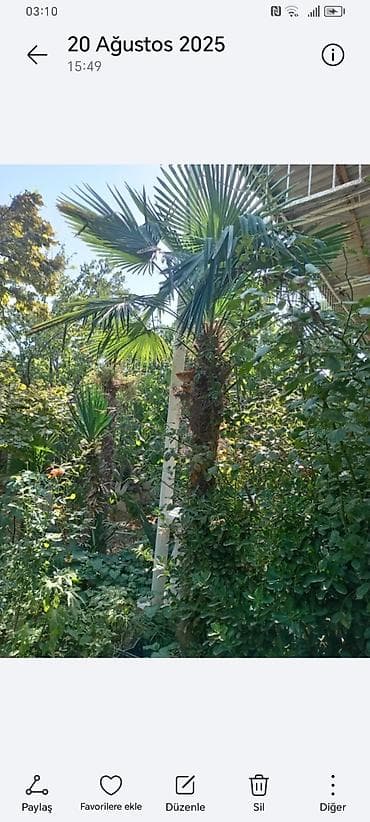 yolka agaci: Təsvir: - Nadir dekorativ xurma ağacları (Trachycarpus tipli, yelpik — 4