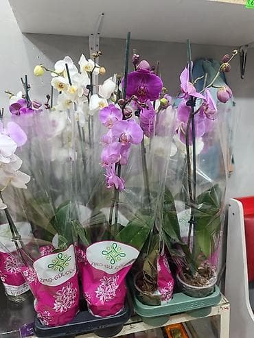 dekorativ işıq: - Rənglər: ağ, açıq bənövşəyi, çəhrayı və tünd bənövşəyi tonlar - Hər — 2