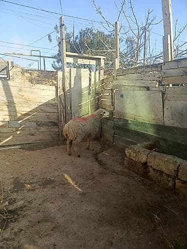 Птицы: Бараны, овцы — 4