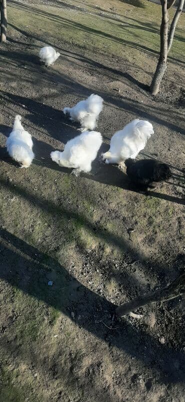 kürd toyuq: Toyuq, Damazlıq — 5