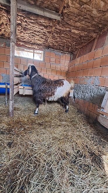 (təkə)hələb keçisi istiyən varsa əlaq nömrəsi var:506354123 - Cins