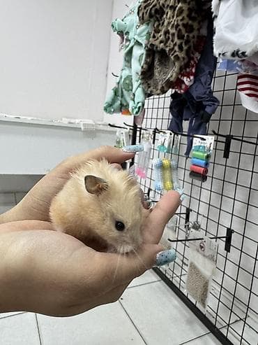 norka heyvan: Suriya hamsteri 5 m — 2