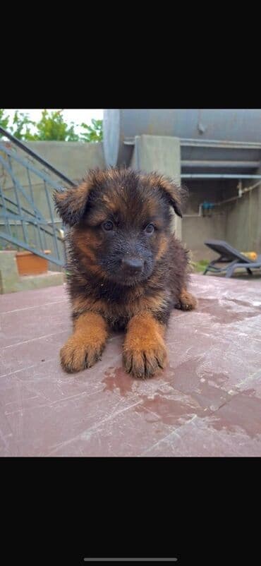 çoban iti satılır: Alman çoban iti, 2 ay, Dişi — 2