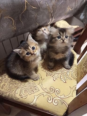 şinşilla: Tabbi — 2