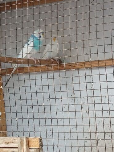 Dalmatin və klassik rəng çeşidlərində dalqalı tutuquşular (badziqar) lalafo.az -da Dalmatin və klassik rəng çeşidlərində dalqalı tutuquşular (badziqar)