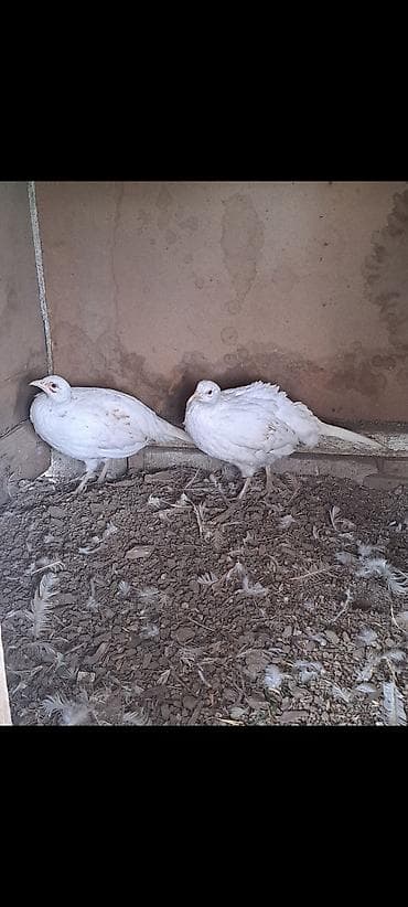 купить кролика в баку: Ağ qırqovul fərələr biri yumurtayır biri yox hələ eyni yaşadılar iksi — 1