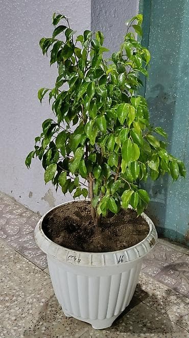 Комнатные растения: Dekorativ Fikus (Ficus benjamina) dibçəkdə. Parlaq yaşıl, sıx — 3