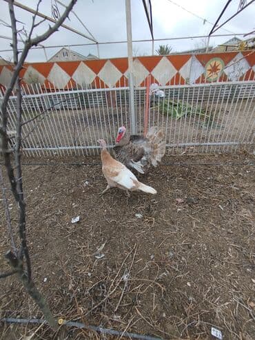 ucuz bala pişiklər: Erkək, Damazlıq — 4