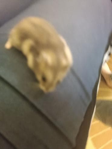 Gəmiricilər: Hamsterlər – cırtdan növ (cütdən və ya ayrı-ayrılıqda) 30 ədətdi - — 3
