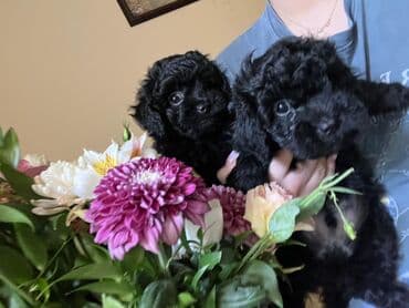 той пудель баку: Cins: Pudel (balalar) Rəng: tam qara Say: 2 bala Xüsusiyyətlər: - — 1