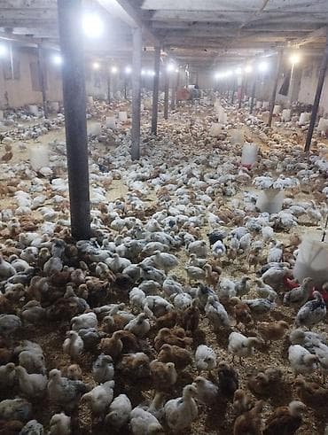 Toyuq cücələri, Ətlik