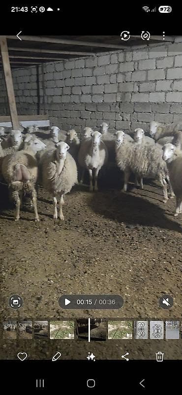 Balalı, bogaz qoyunlar. 25 qoyun 6 toxlu, 11 quzu