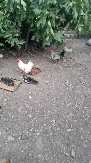 cucə və xoruz: Məhsul: Ev təsərrüfatı üçün xoruzlar 2 eded xoruz.bu ilindi Təsvir:2 — 5