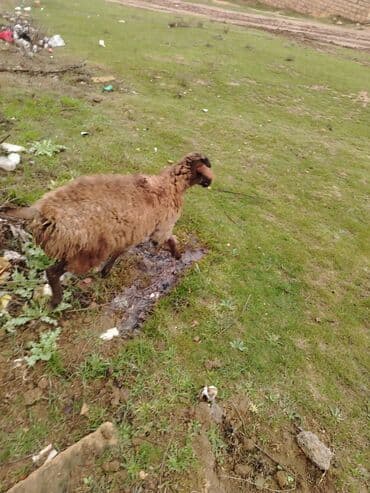 şahmerdan epimedyumlu macun kullanan erkekler: Disi quzu — 1