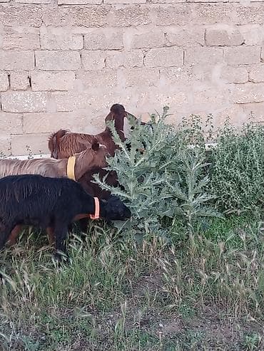 qara mal: Super Hələb keçisi ! 2 si birinci qarına doğub 2 sidə 3 qarına doğub — 4