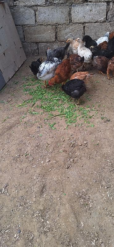 toyuq dami: Toyuq, Damazlıq — 4