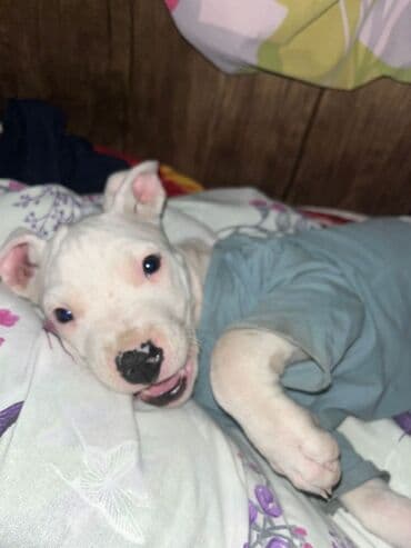 Ножи: Дог, 2 месяца, Самка, С прививками — 1