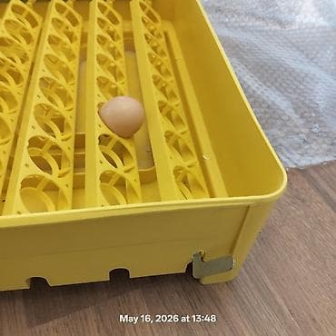 noki 1100: Inkubator, 60ədədli, İtaliya istehsalı, INCUBATRICI BOROTTO (Avtimatik — 5