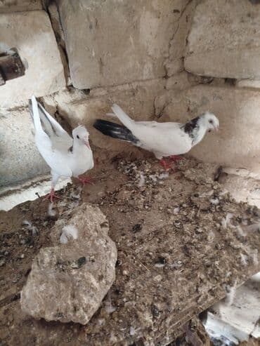 пудель в добрые руки: Şəkillərdə müxtəlif rənglərdə və bəzi fərqli xüsusiyyətlərə malik — 5