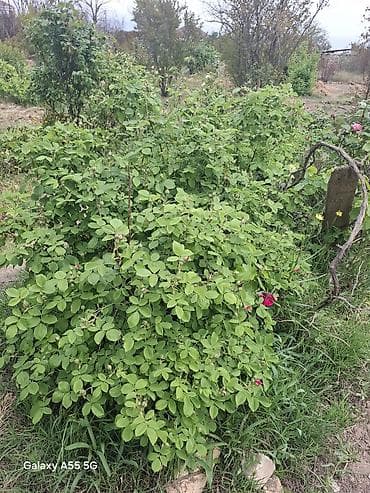binə heyet evleri: 2 otaqlı, 24 kv. m, Kredit yoxdur, Təmirsiz — 4