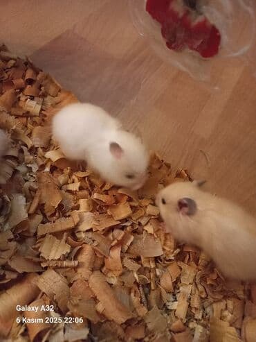 енот в баку купить: Sevimli hemsterlar nadir uzun tuklu olurlar böyüyəndə cinsi erkey və — 5