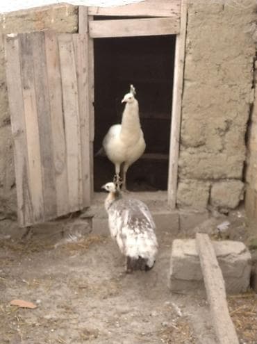 iney satışı: Salam aleykum. şəkildə gördüyünüz tovuzquşu cütü satılır. fərq — 5