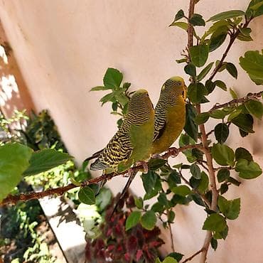 laska: 🦜 Erkək və Dişi Cüt Dalğalı Tutuquşuları 🦜 Həyətdə belə uçub — 9