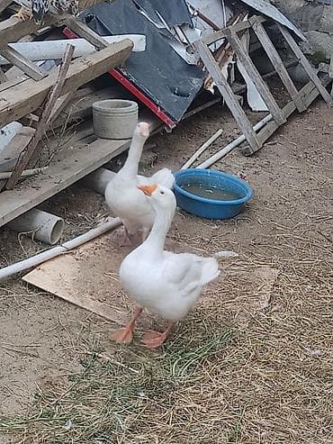 bakida qus satisi: Iki ededi qiymet iksine. aiidi. cutu 60 m iksde. diwidi — 2