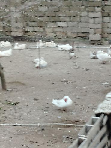 boyanmış yumurta: İnkubasiya üçün nəzərdə tutulmuş linda yumurtaları təklif olunur — 5