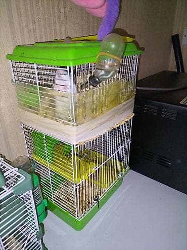 5 hamster 2 erkek 3 dışı ag boz tonlarında qefeslerle su qabı ve.s