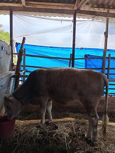 qax heyvan bazar: Salam alekum Allah satanada alanda xeyir versin 2 erkək dana 1 dişi — 2