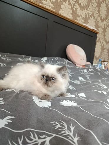 отдам в хорошие руки породистых котят: Персидская — 2