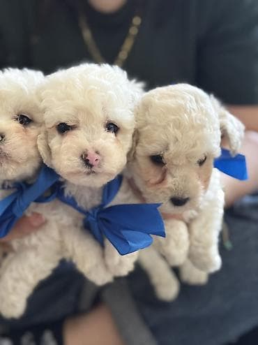 çöl heyvanları haqqında məlumat: Pudel, 2 ay, Erkek, Ödənişli çatdırılma — 1