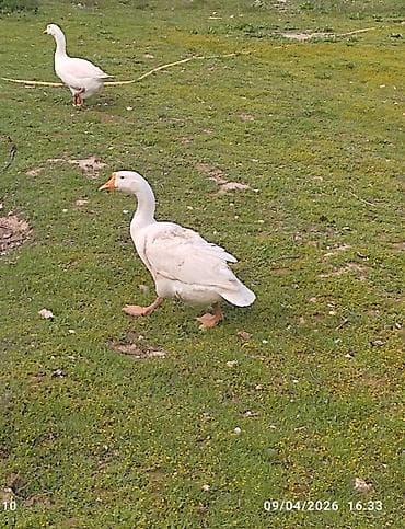 Salam 2 eded Linda qazlari 2 side yumurtlayir hal hazirda. erkek yoxdu