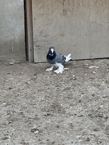 bakıda pişik satışı: Göy ag bas satilir beyaq tutulub ayagi iri leleklidi — 3