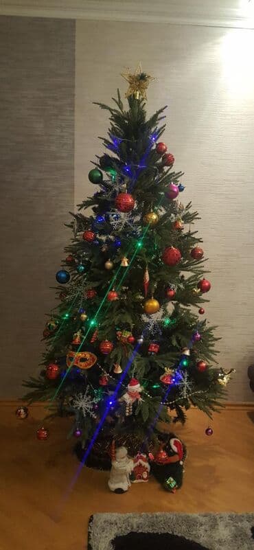 Xonçalar: Məhsul: Yeni il şam ağacı Təsvir: - Hündür, sıx budaqlı şam ağacı — 1
