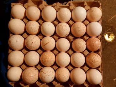 Yumurta: Hind quşu yumurtası satılır.Hindquşular təbi şəraitdə bəslənir yonca — 2