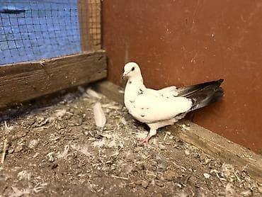 Ev göyərçinləri satılır – müxtəlif rəng və naxışlarda Məhsul — 1