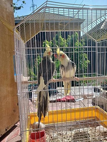 itlerin telimi: Nimfa papuqayları (cüt) - Növ: Nimfa (Cockatiel) – başında sarı ibik — 4
