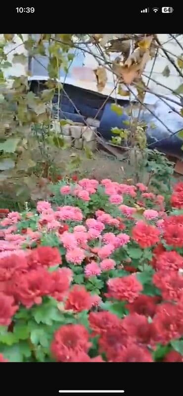 badamlı su 19 lt qiymeti: Xirizantema gülləri hər rəngdə var yalnız soyuq havalarda açır və kol — 4