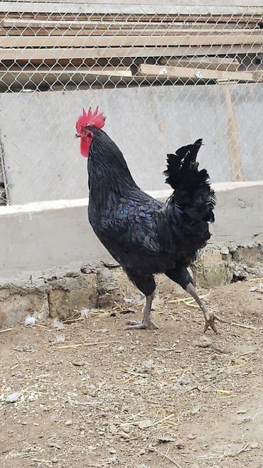 qumru quşu: Salam. Avstralop Xoruzu satılır. 7 aylıq. Peyvəndi vaksini vurulub — 1