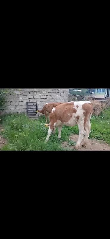 simental erkek dana: Satışda: simmental tipli erkək buzovlar - Rəng: ağ-qəhvəyi ləkəli - — 4