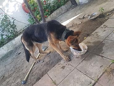 kangal itleri: Alman çoban iti, 2 ay, Dişi, Peyvəndli, Ödənişli çatdırılma — 1